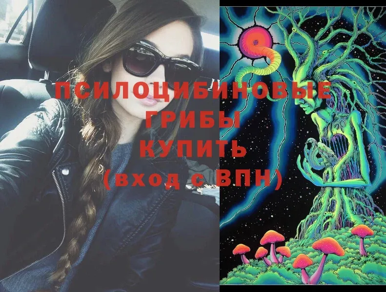 Псилоцибиновые грибы Psilocybe  Олонец 